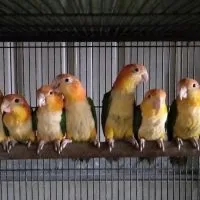 凱克鸚鵡產銷平台