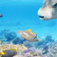 南部海水魚、珊瑚、軟體心得交流討論