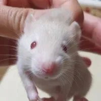 大鼠手札