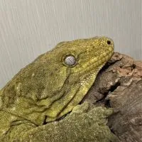 巨人工廠