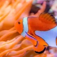 海水飼養相關明碼標價淘寶區