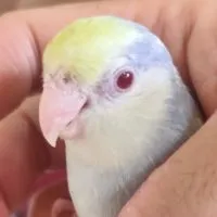 太平洋鸚鵡，鸚鵡，鳥，寵物群