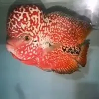 阿文羅漢精品交流屋