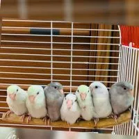 太平洋鸚鵡  鸚鵡專屬平台