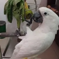 鷹鸚血輪眼寵物養殖（任何寵物都可入團交流）