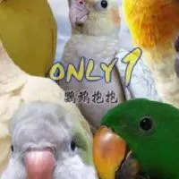 ONLY1 鸚鵡抱抱