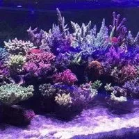 海賊王珊瑚設計農場