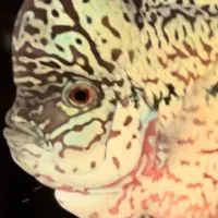 獨一無二花羅漢🐟