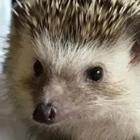 刺蝟🦔群聚地