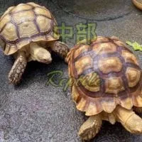 中部Reptile爬蟲競標🐢