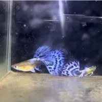 孔雀魚交流競標社群