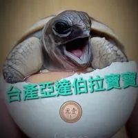陸龜轉運站