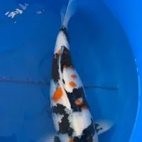 昭和控交流群