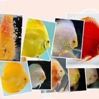 七彩神仙魚(七彩神仙傳奇）line社群