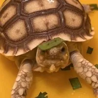 聚龜盆兩棲爬蟲專門店