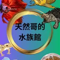 天然哥の寵物水族館X蛙爺兩棲爬蟲（交流群 魚蝦競標 買賣 造景水草 烏龜陸龜 角蛙 兩棲爬蟲交流