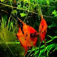 震珅水族精品神仙魚，魚您共學原生魚小學堂
