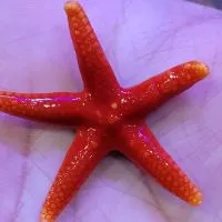 真善美水族館海水部