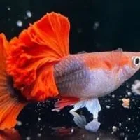觀賞孔雀魚❤️交流❤️公益❤️guppy