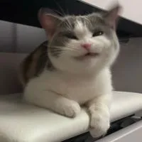 寵物用品