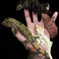 森氣總動員🌱樹棲守宮交流群