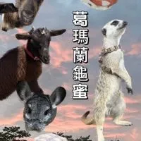葛瑪蘭龜蜜（宜蘭 陸龜 蘇卡達 亞達伯拉 豹龜 蜥蜴 養龜交流）