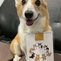 柯基當家-英國皇家高級幼兒學園