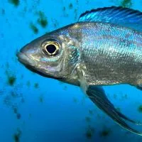 坦藝魚坊非洲慈鯛坦干伊喀湖南美慈鯛異形珍稀魚分享交流討論