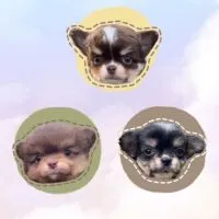 吉娃娃-可愛吉了 飼主群