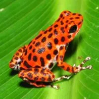 🐸珍稀蛙類🐸生態缸🍃 交流群