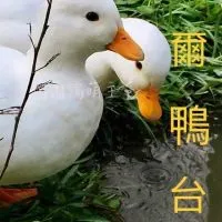 柯爾鴨🐥台灣🔆社群平台