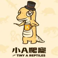 🦎小A爬蟲🦎