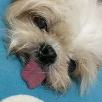 西施犬 狗狗聚在一起