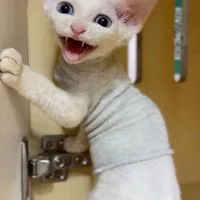 超便宜品種幼貓 英短 曼赤肯 緬因 加菲 金漸層