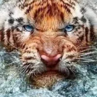 魚管家專業水族團隊