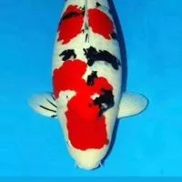 錦鯉研究所