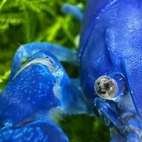 🌟雅閣水族寵物坊特寵業字第1110037號（附屬：殿堂水族）/貓/螯蝦/米蝦/用品