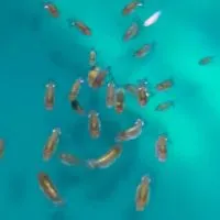 🎯叮噹之王⚕️日本蘭壽⚕️土佐金⚕️