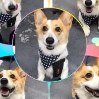 桂桂寵物 狗狗/貓貓罐頭、飼料、零食、玩具、用品