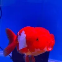 有魚水族