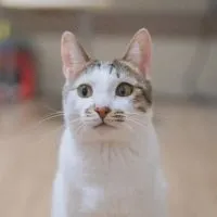馬振中☆7/19韓國犬貓肉泥上線☆