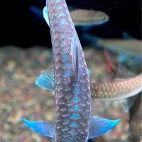 原生魚吉羅飼養交流