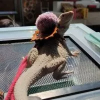風暴爬蟲_Storm Reptiles