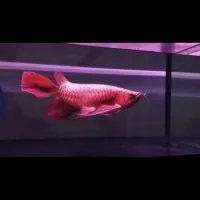 北部鴻龍精品水族交流