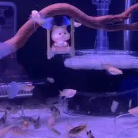 水族相關喇賽交流群🦈🐟孔雀魚鼠魚斑馬魚各類魚類）養魚問題交流