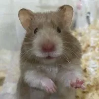 蕾蕾波利熊舍🐻蹲蹲群