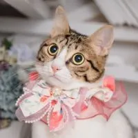 🐱曼妮淘氣小公主🐱購物趣🛒