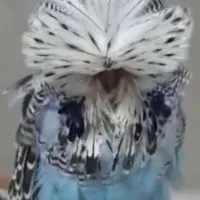 大頭小虎皮