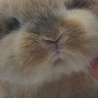 兔兵團寵物