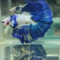 新緯水族孔雀鬥魚購魚群